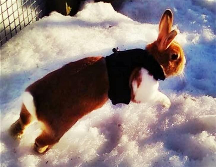 Kanin Kia <3 frækkerten billede 7