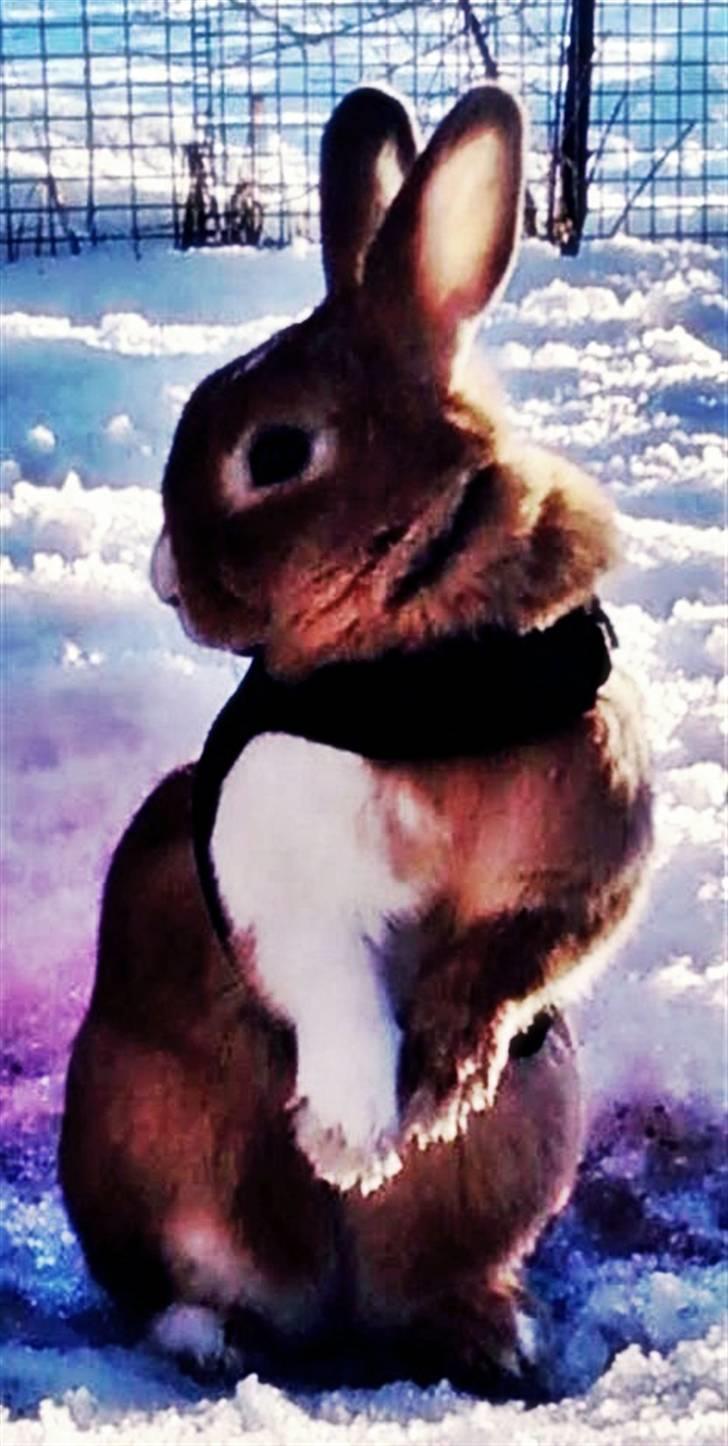 Kanin Kia <3 frækkerten billede 9