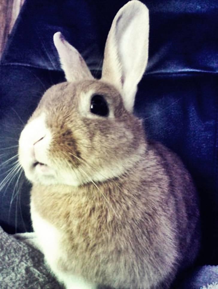 Kanin Kia <3 frækkerten billede 11