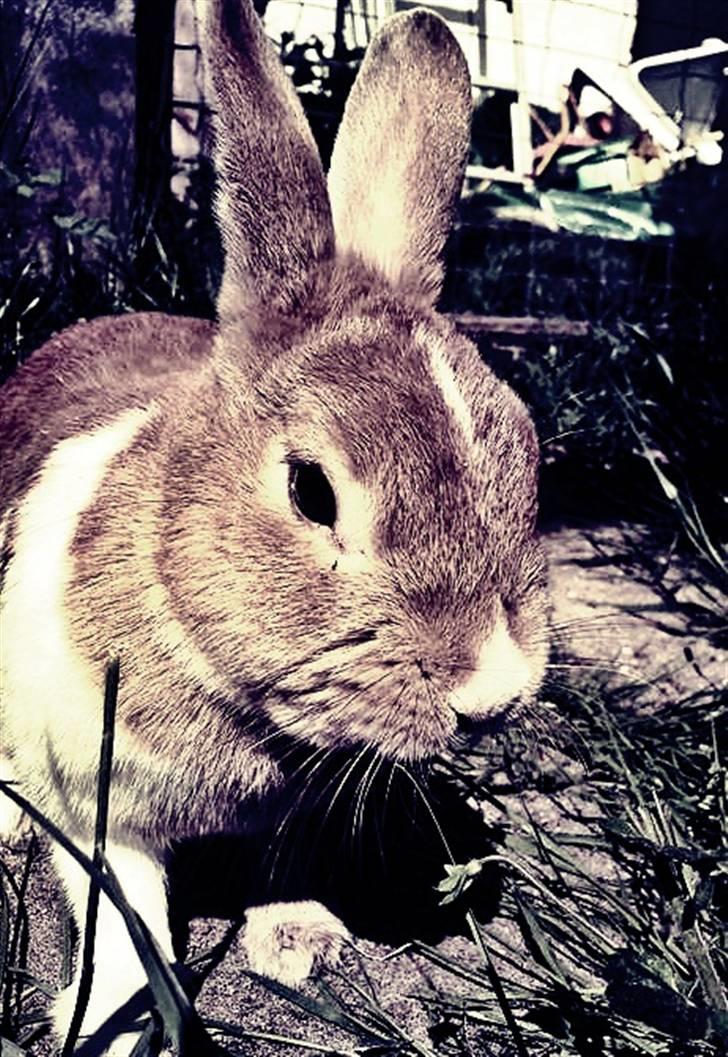 Kanin Kia <3 frækkerten billede 13