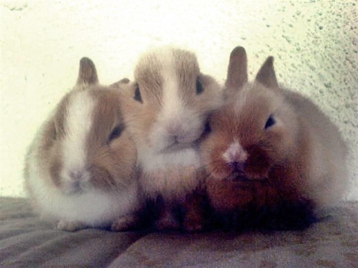 Kanin Kia <3 frækkerten - Kia, ude til højre, sammen med sin bror og søster.. billede 14