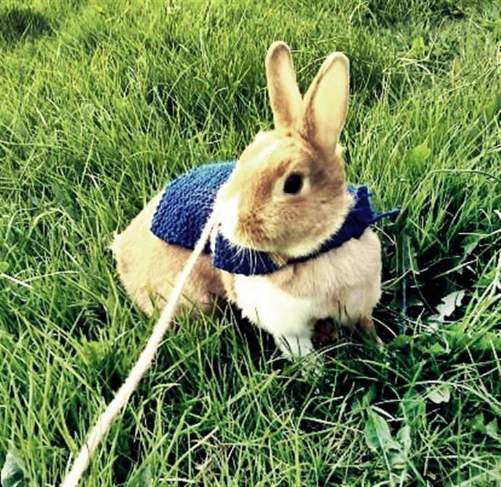 Kanin Kia <3 frækkerten billede 15