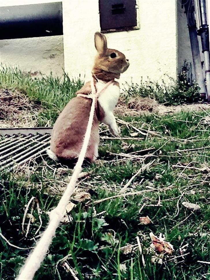 Kanin Kia <3 frækkerten billede 16