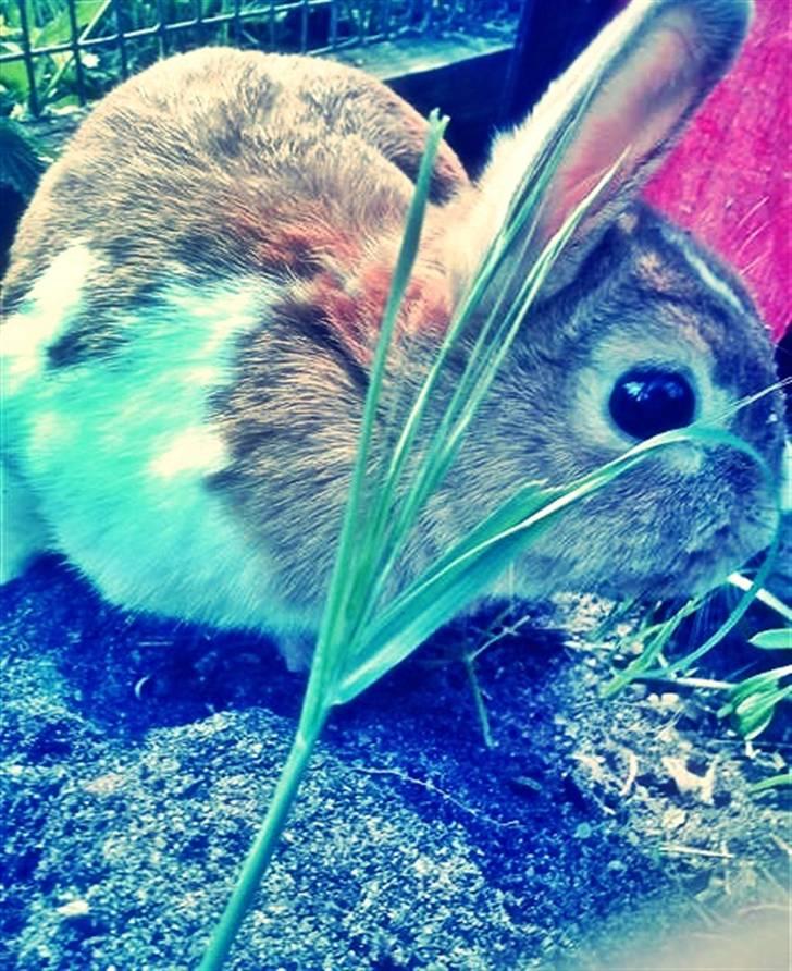 Kanin Kia <3 frækkerten billede 17