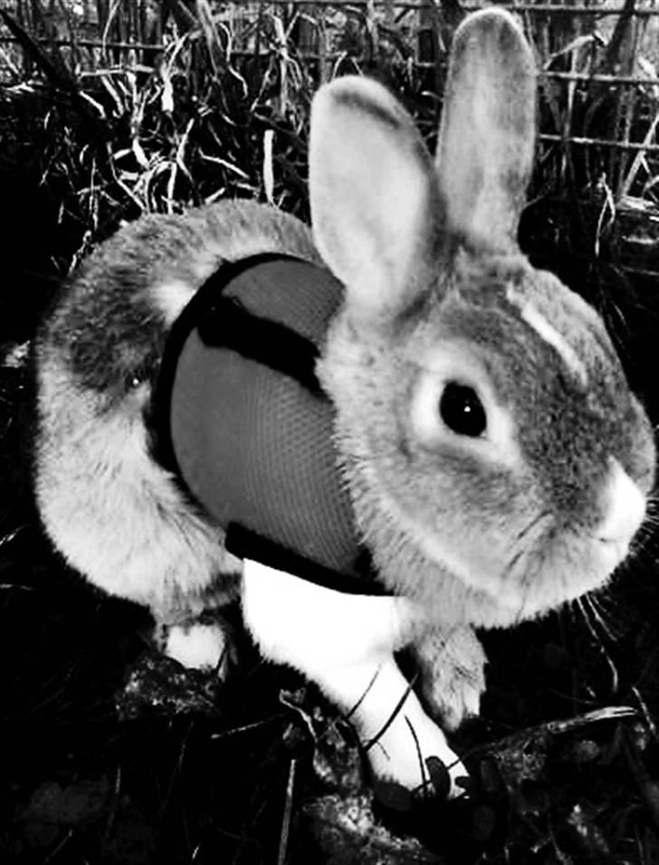 Kanin Kia <3 frækkerten billede 18