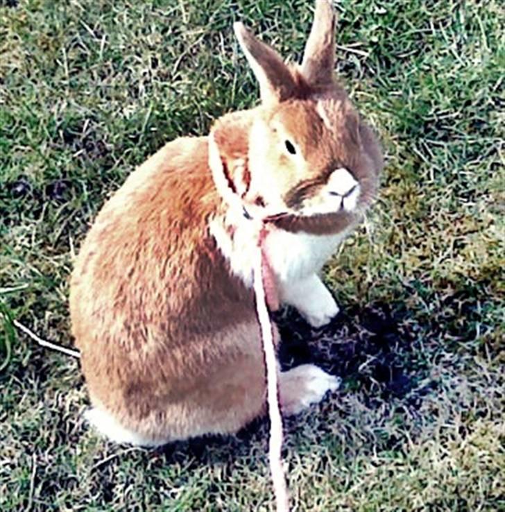 Kanin Kia <3 frækkerten billede 19