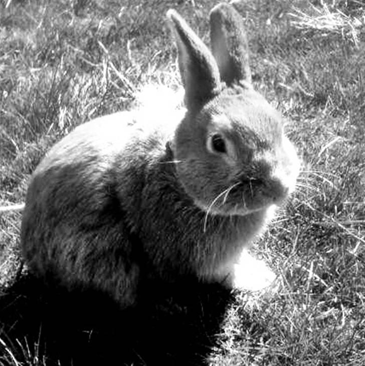 Kanin Max <3 billede 2