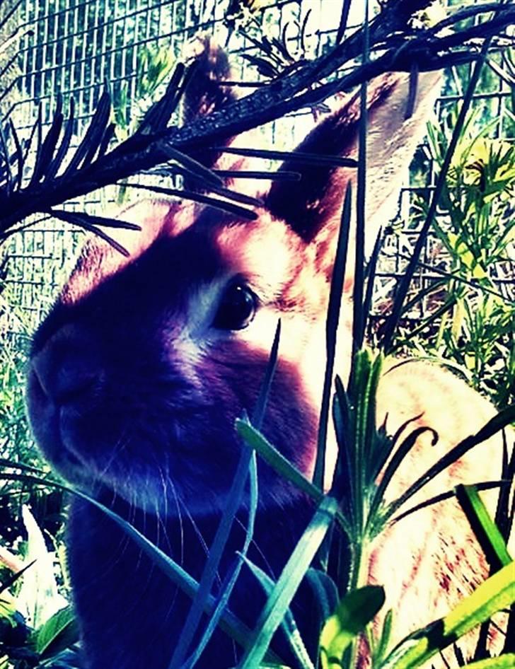 Kanin Max <3 billede 4