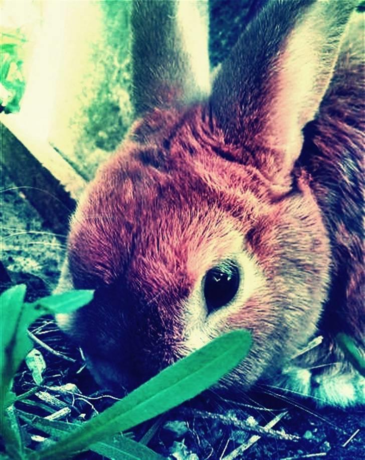 Kanin Max <3 billede 5