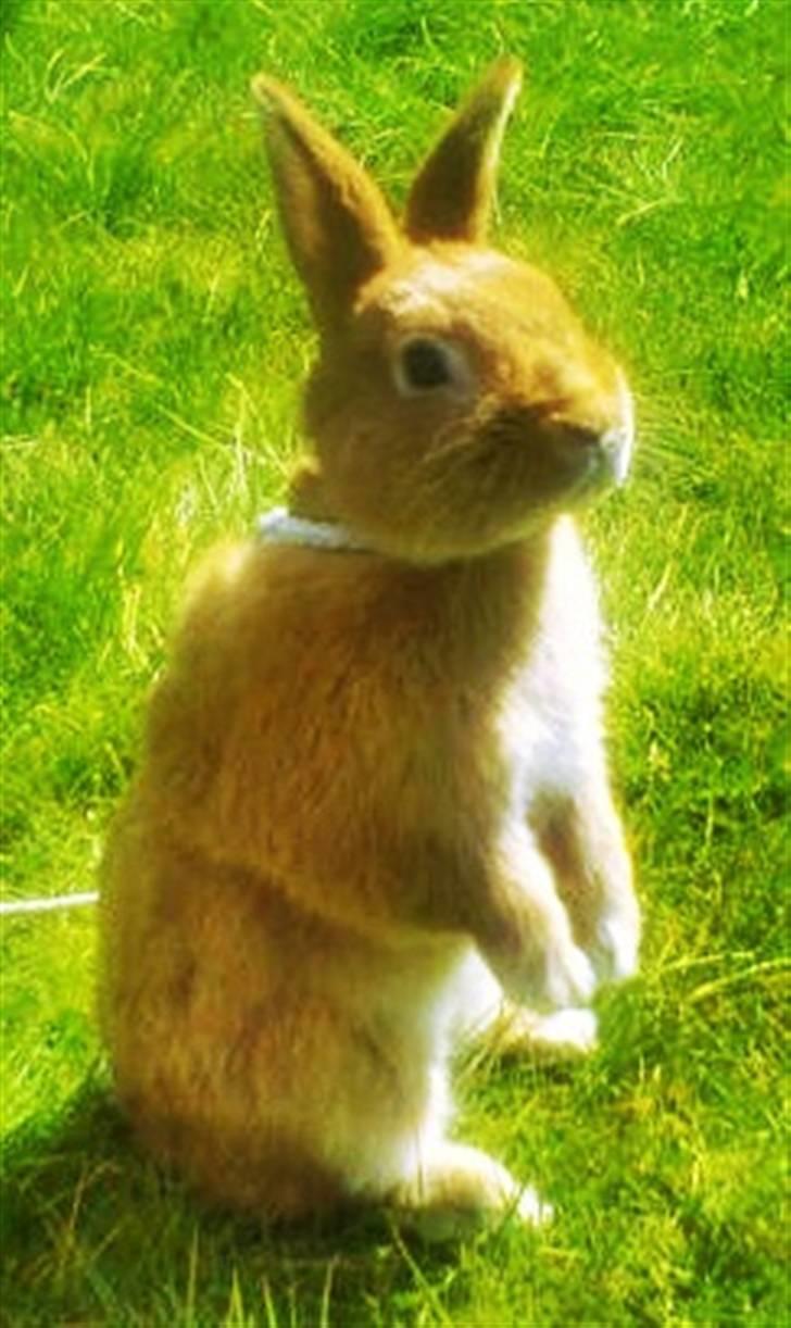 Kanin Max <3 billede 6