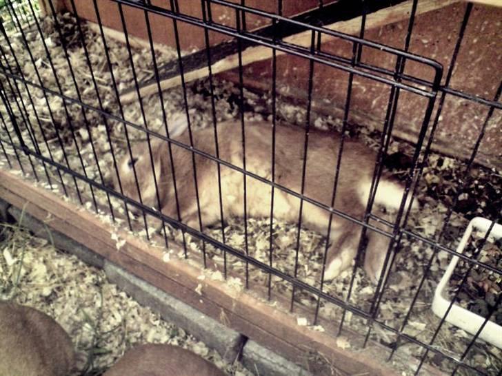 Kanin Max <3 - Skøre dyr :D billede 7