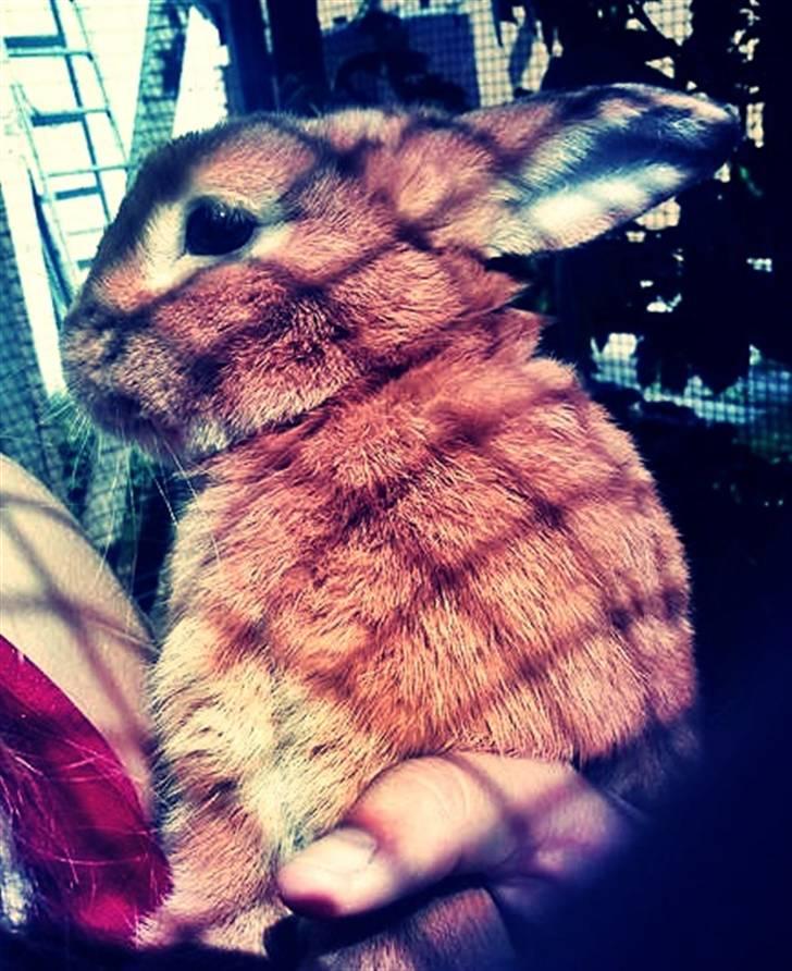 Kanin Max <3 billede 8