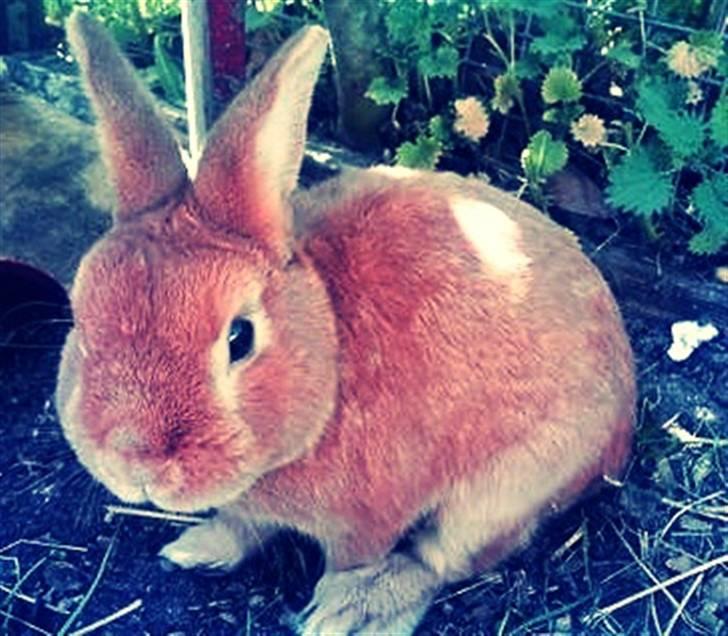 Kanin Max <3 -  tak for kigget! :) billede 9