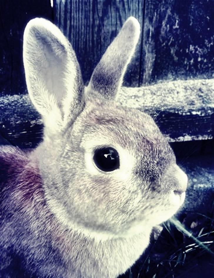 Kanin Nala <3  billede 3