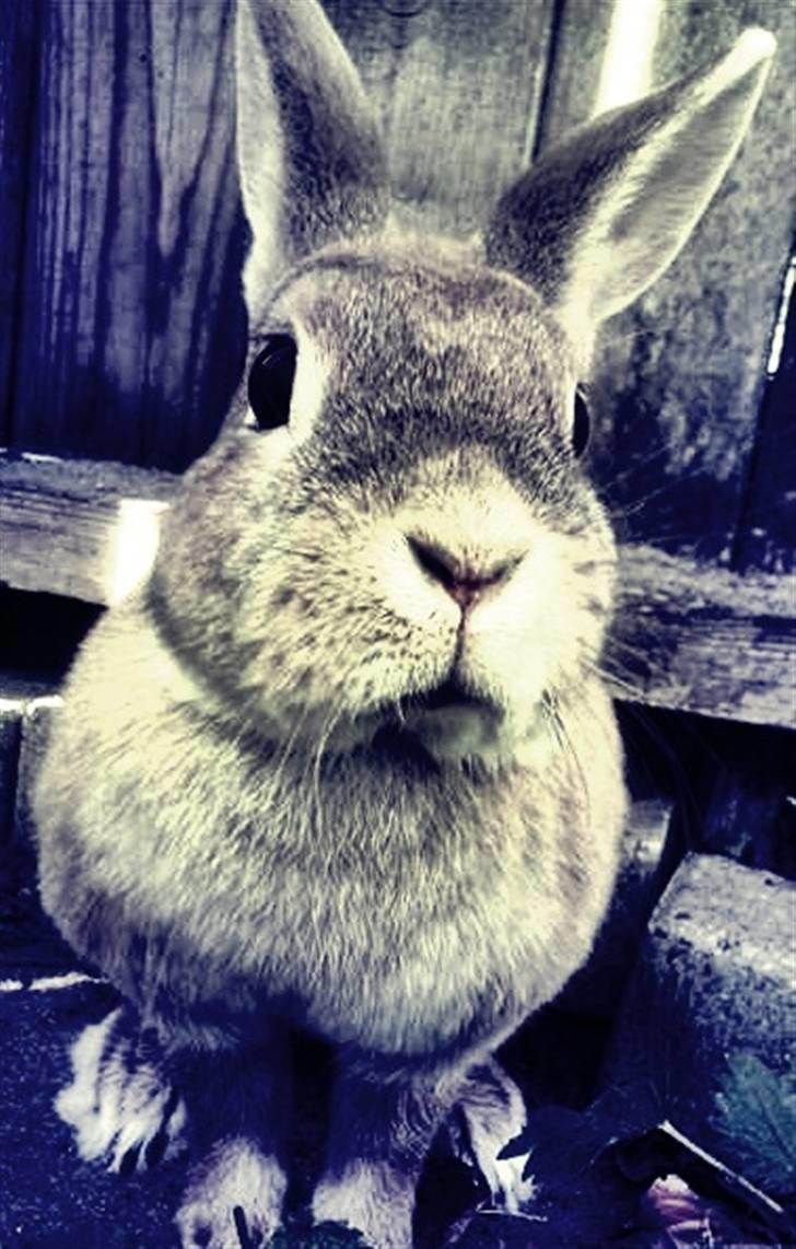 Kanin Nala <3  billede 4