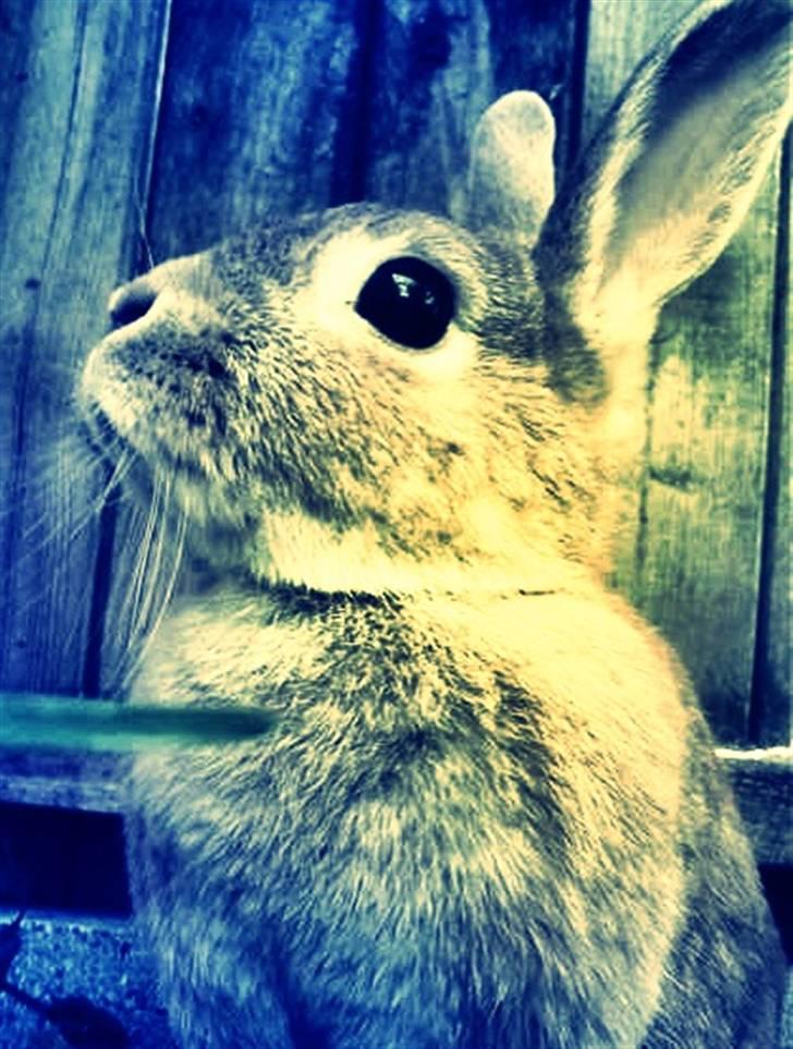 Kanin Nala <3  billede 5