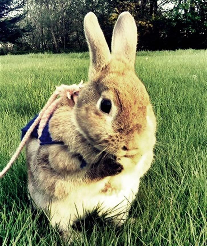 Kanin Nala <3  billede 6