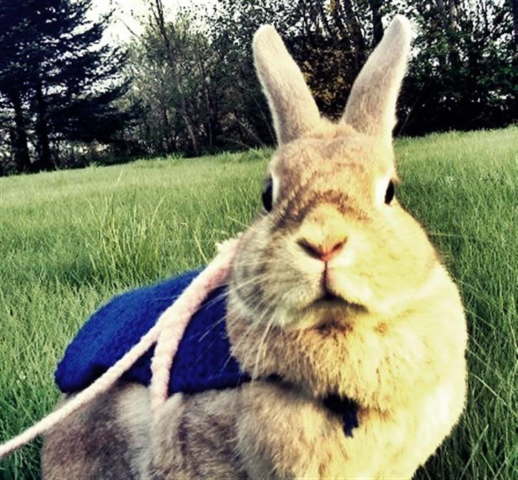 Kanin Nala <3  billede 7