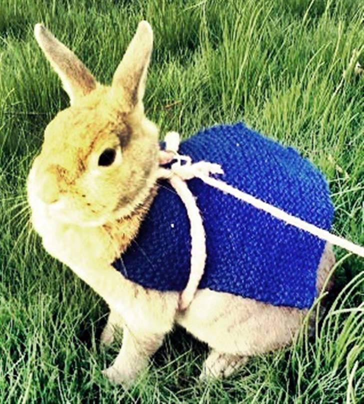 Kanin Nala <3  billede 8