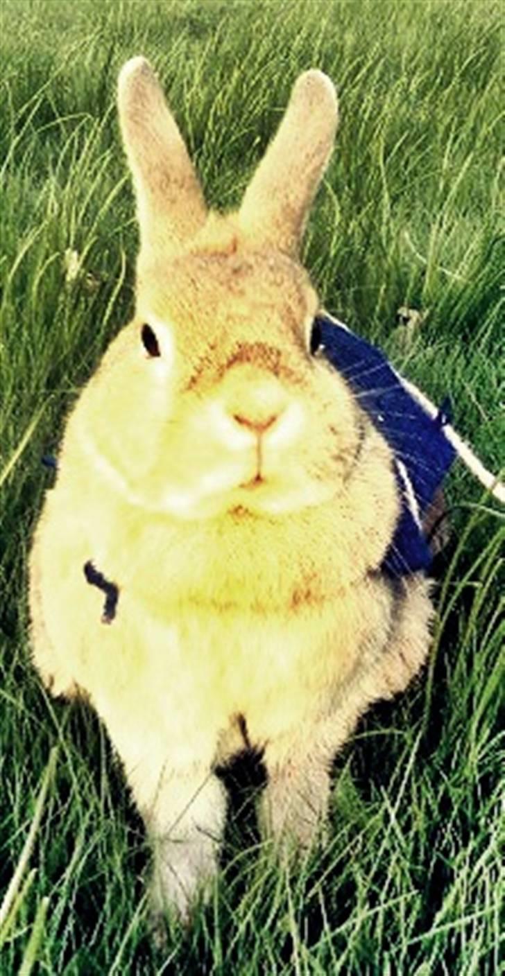 Kanin Nala <3  billede 9