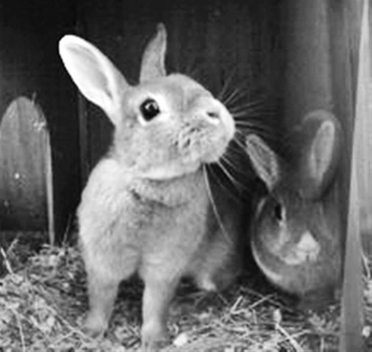 Kanin Nala <3  billede 10