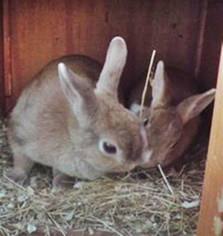 Kanin Nala <3  - Nala, og hendes yngste datter Kia <3 ..  tak for kigget.. billede 12