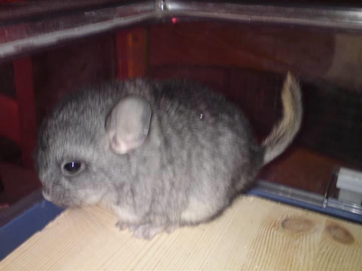 Chinchilla zipo billede 2