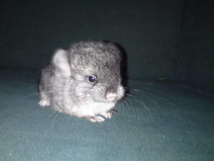 Chinchilla zipo billede 3