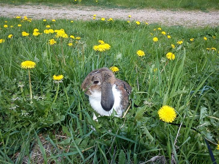 Kanin Roses Skipper - supermand i aktion billede 1