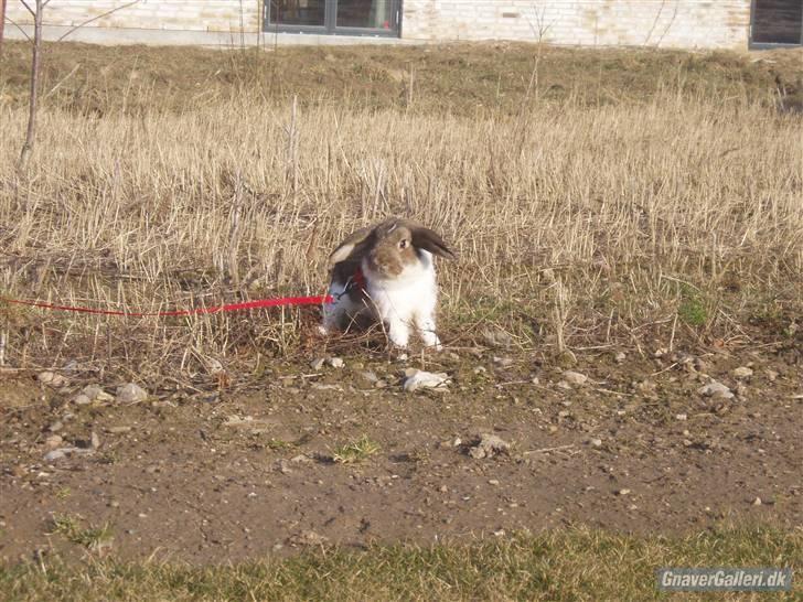 Kanin Roses Skipper billede 2