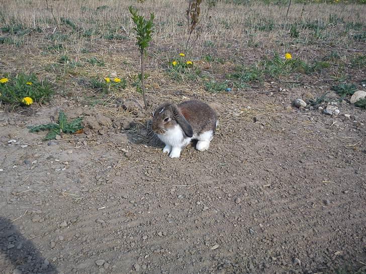 Kanin Roses Skipper billede 3