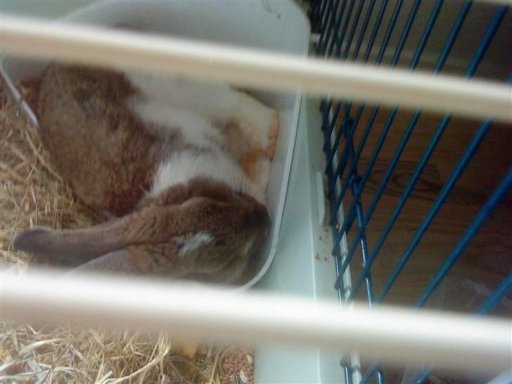 Kanin Roses Skipper - skipper sover ZZzzzZZZhh billede 4