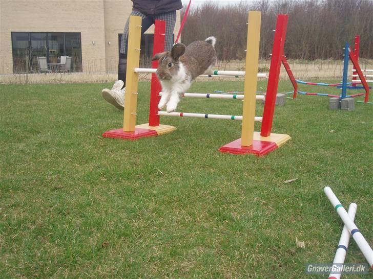 Kanin Roses Skipper billede 5