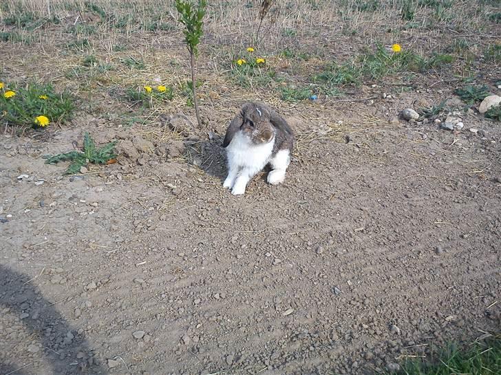 Kanin Roses Skipper billede 6