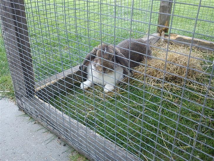 Kanin Roses Skipper billede 7