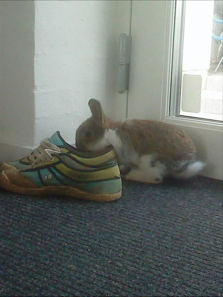 Kanin Roses Skipper - uuhmm den dufter godt den sko billede 8