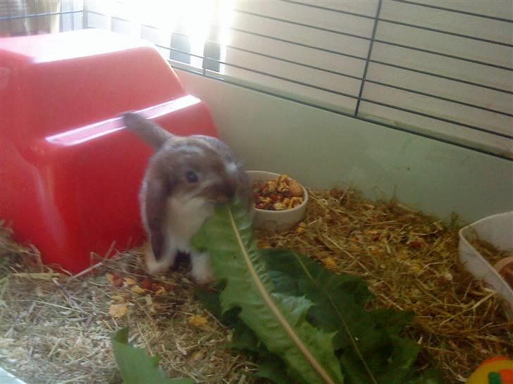 Kanin Roses Skipper billede 9