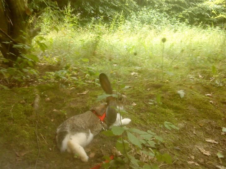 Kanin Roses Skipper - skovtur billede 10