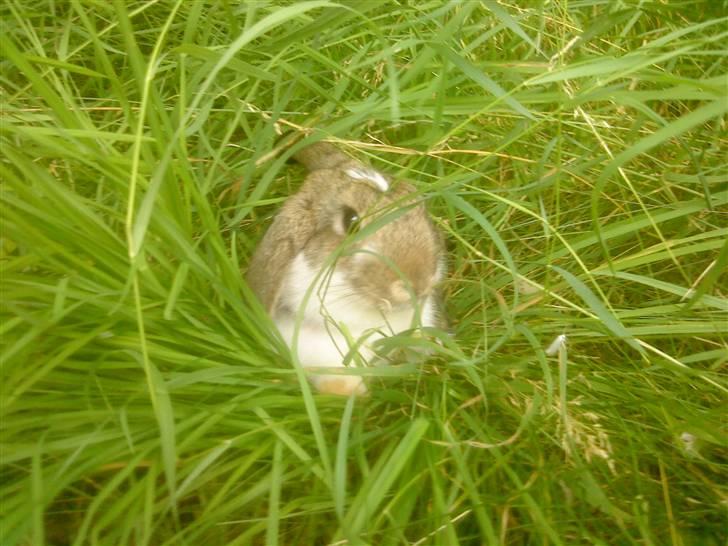 Kanin Roses Skipper billede 11