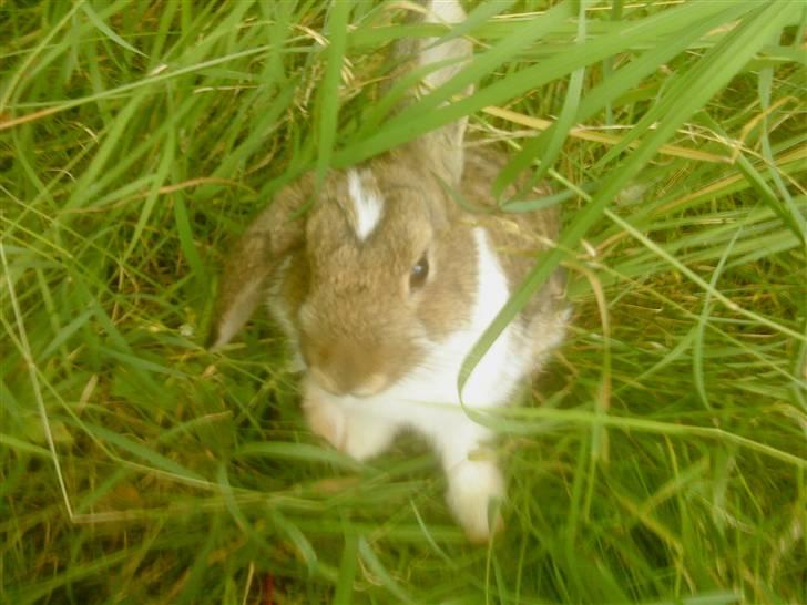 Kanin Roses Skipper billede 12