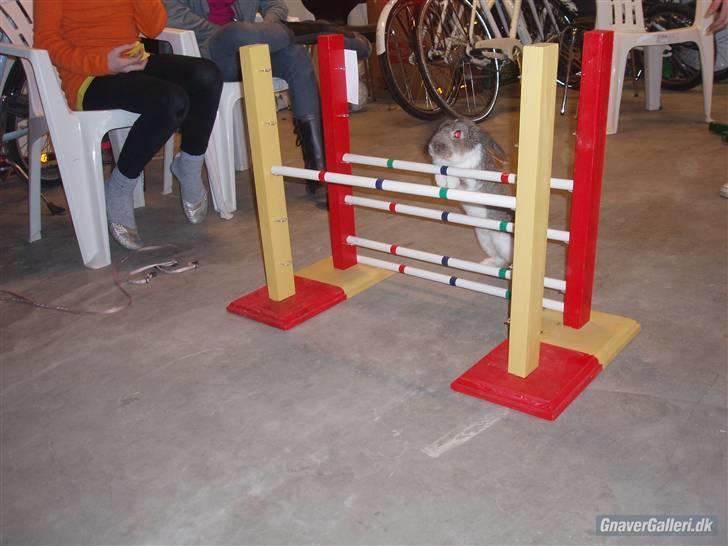 Kanin Roses Skipper billede 13