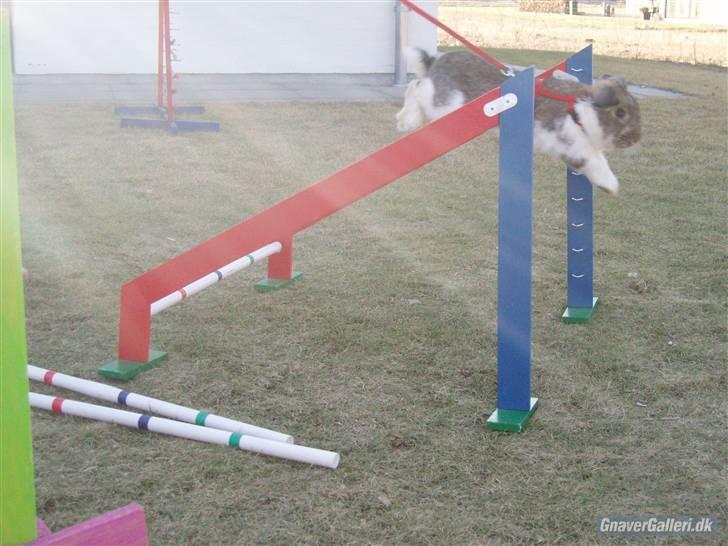 Kanin Roses Skipper billede 14