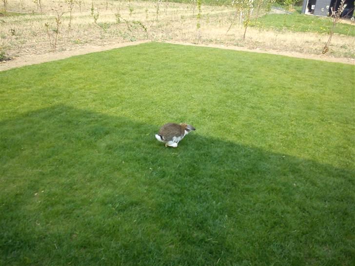 Kanin Roses Skipper billede 15