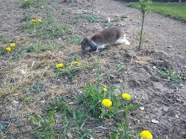 Kanin Roses Skipper billede 16