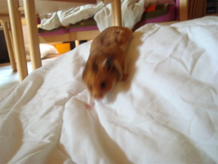 Hamster hamster billede 16