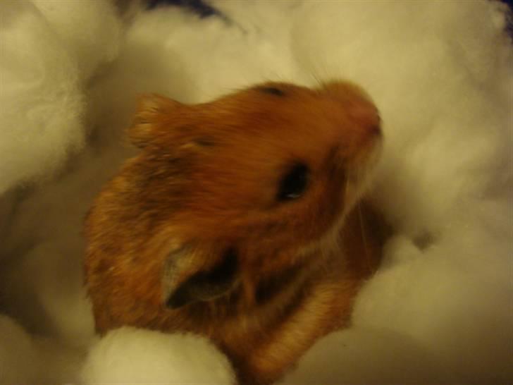 Hamster hamster billede 17