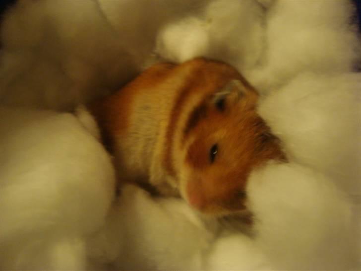 Hamster hamster billede 18