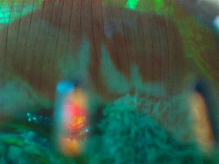 Hamster hamster billede 19