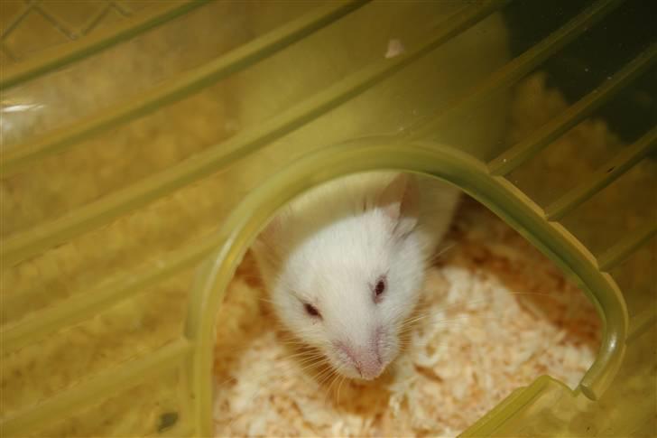 Mus Souri  † - Velkommen til Souri´s profil! ♥ billede 1