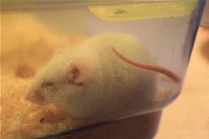 Mus Souri  † - Lille, men sej!  billede 2